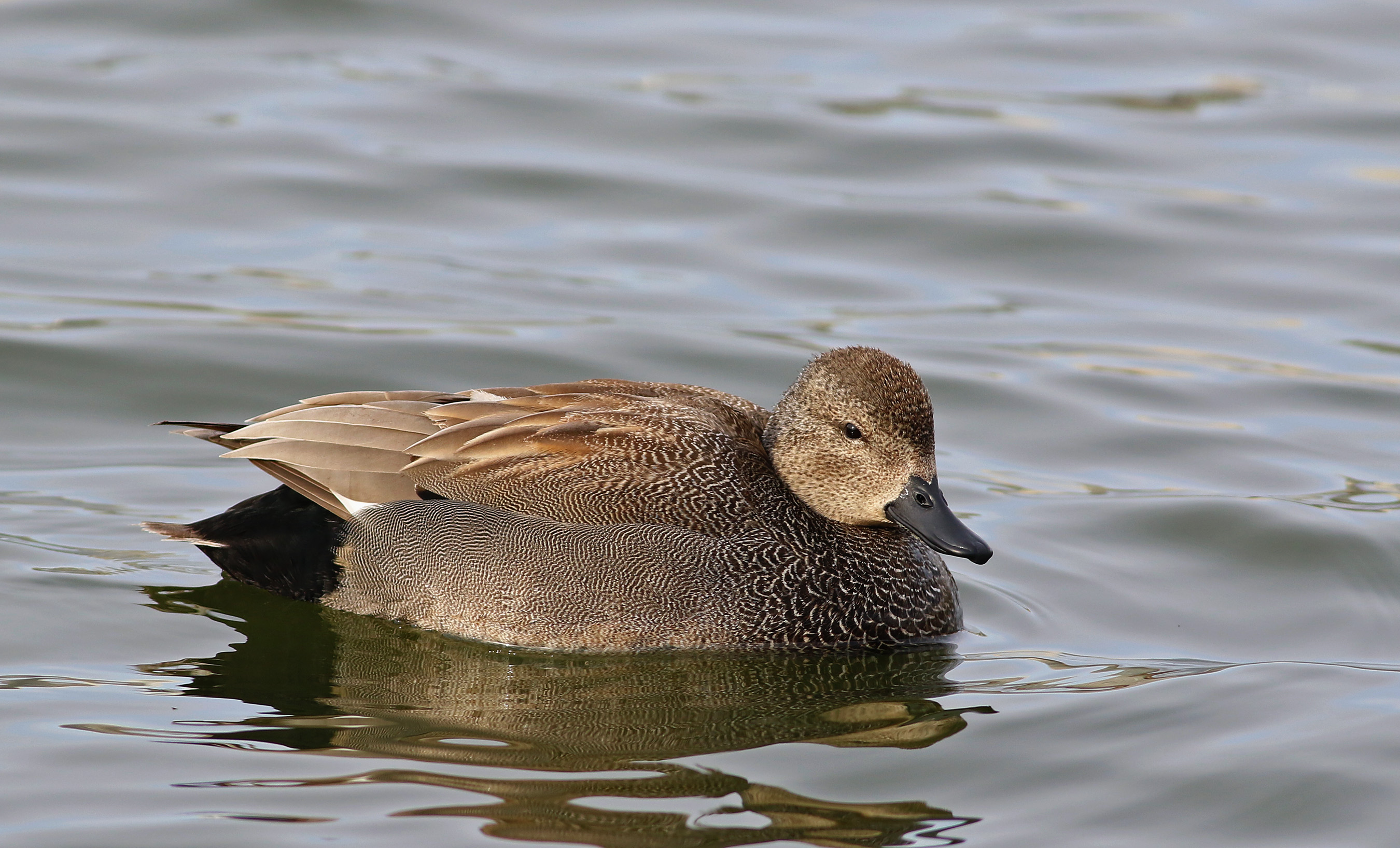 Gadwall